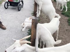 -前小桔亲子创意农场·草莓采摘·露营烧烤