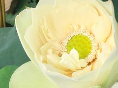 -嘉定紫藤园