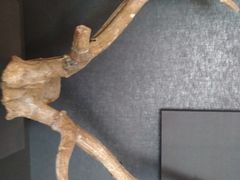 -北京周口店北京人遗址博物馆