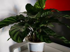 -循礼门鲜花花市(武汉循礼门店)