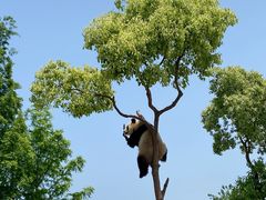 -上海野生动物园