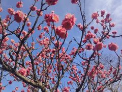 -梅花山(明孝陵内)