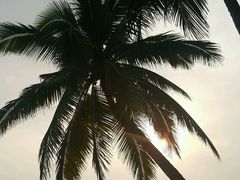 -东郊椰林