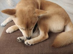 -浣熊柯尔鸭土拨鼠·电玩咖