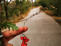 -北京西山国家森林公园