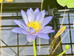 -国家植物园