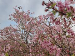 -天适樱花悠乐园