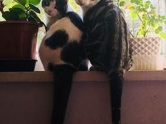 -瑞派天宁宠物医院·猫科·异宠中心
