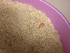 -猫大福·Fortune Cat猫舍(百子湾店)
