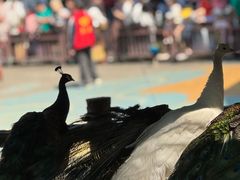 -西双版纳原始森林公园