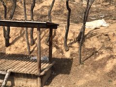 -石家庄市动物园