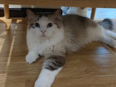 -滚猫咖啡·猫咖·猫友好撸猫(未来城店)