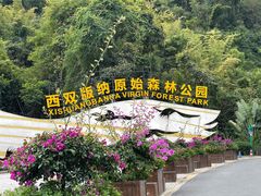 -西双版纳原始森林公园