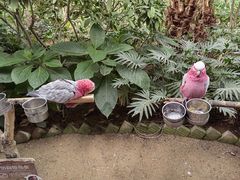 -南宫五洲植物乐园