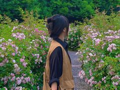 -洛阳市牡丹公园