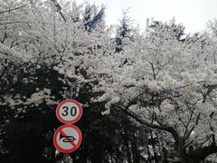 -武汉大学-樱园