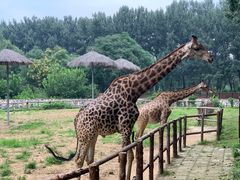 -北京野生动物园