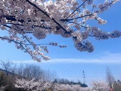 -青岛大珠山景区