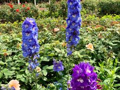 -人民公园(罗湖区)