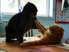 -纳吉亚猫专科动物诊疗中心(蒋宅口分院)