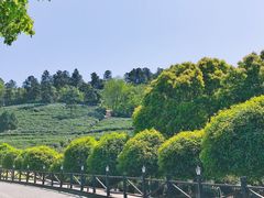 -树山生态村