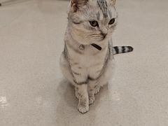 -共舞时光猫咖·狗咖(新街口店)