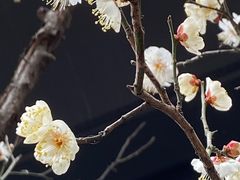 -泰康之家·申园