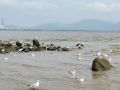 -深圳湾公园(南山区)