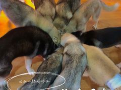 -Husky Go! 哈士奇体验馆·宠物咖啡厅狗咖