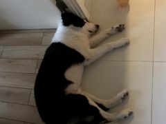 -纳吉亚猫专科动物医院·北北分院