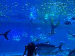 -华夏文旅海洋公园