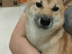 -萌兽医馆·眼科·异宠专科(三里屯店)