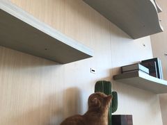 -飞行喵MR PILOT|猫舍·猫咖(静安大融城店)