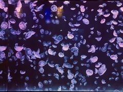 -太平洋海底世界