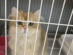 -翊宠yipet猫狗购宠庄园犬舍•猫舍