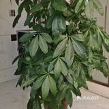 大家晚上好！这是我们美丽星辰的一楼前台！里面装修的是