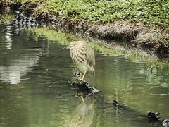 -广州长隆飞鸟乐园