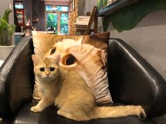 -咖法森林·咖啡  酒吧(天河店)