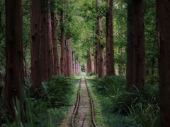 -黄海国家森林公园