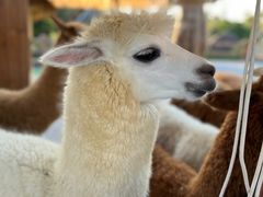 -珠海海泉湾神秘岛亲子乐园