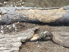 -上海大自然野生昆虫馆(东方明珠·爬宠昆虫探索中心)