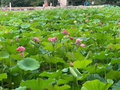 -黄兴公园