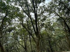 -梧桐山风景名胜区