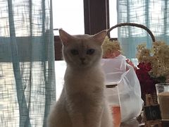 大堂-共舞时光猫咖·狗咖(新街口店)