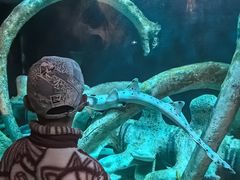 -悉尼海洋生物水族馆