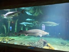 -华夏文旅海洋公园