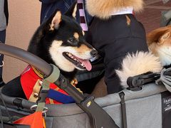 -美心皇宫(沙田大会堂店)