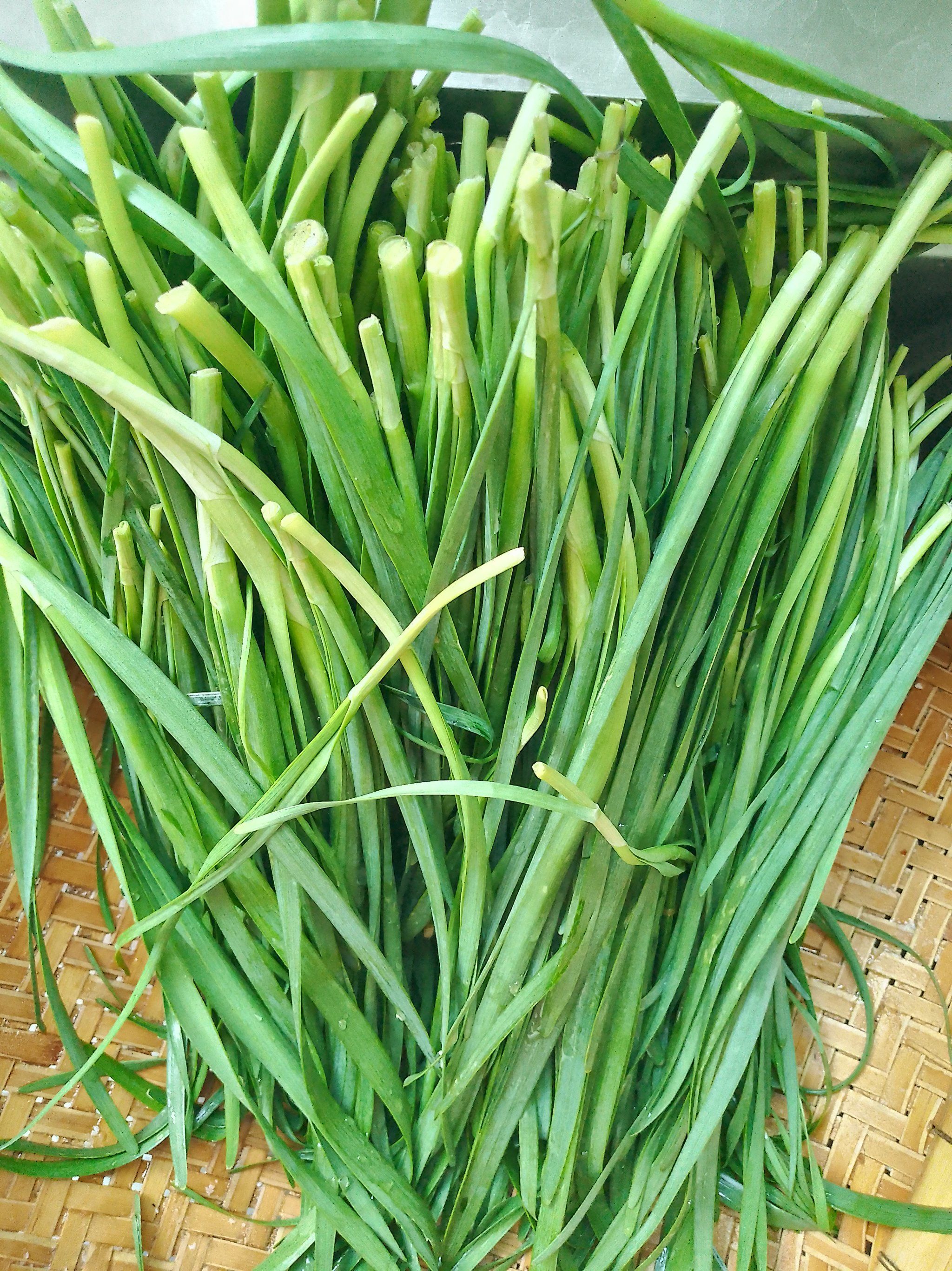 自己栽的韭菜,味道就是不一样