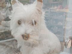 -FAELING PETS美天灵宠物(合生汇店)