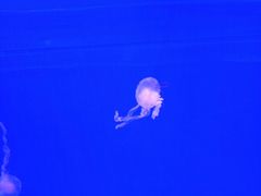 水母馆-多彩贵州城极地海洋世界